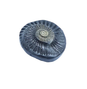 Sudarshan Shaligram