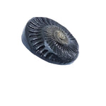 Sudarshan Shaligram