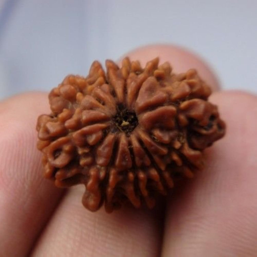 Rudraksh 10 Mukhi