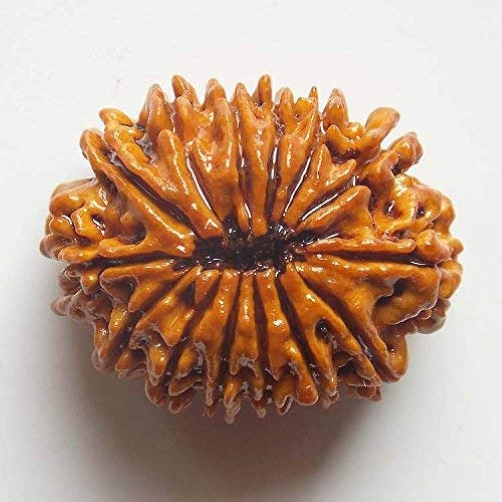 Rudraksh 14 Mukhi