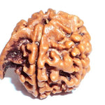 Ganesh Rudraksha