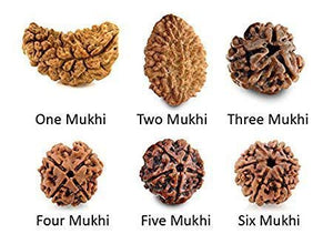 Energized Rudraksha - Original & Lab Tested