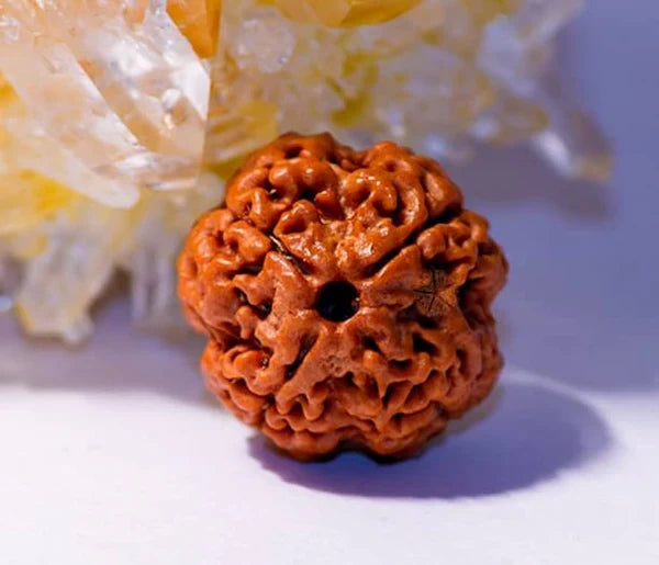 Rudraksh 4 mukhi