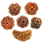 Energized Rudraksha - Original & Lab Tested