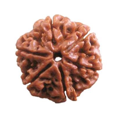 Rudraksh 6 Mukhi