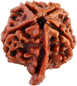 Ganesh Rudraksha