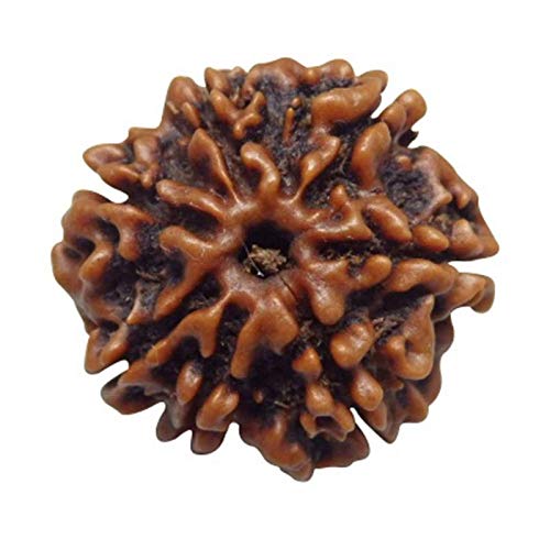 Rudraksh 7 Mukhi