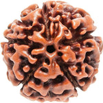 Energized Rudraksha - Original & Lab Tested