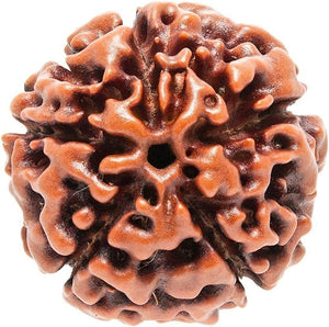 Energized Rudraksha - Original & Lab Tested