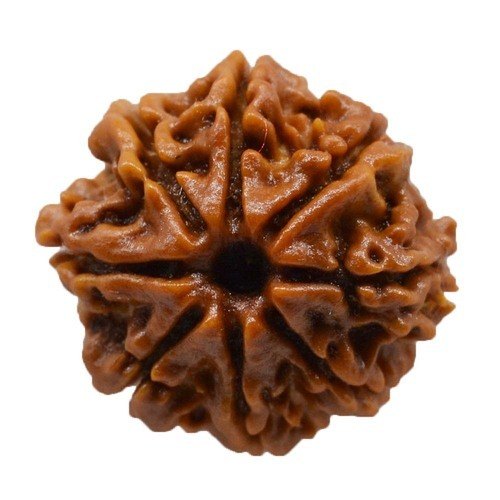 Rudraksh 8 Mukhi