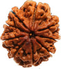 Rudraksh 9 Mukhi - Energized