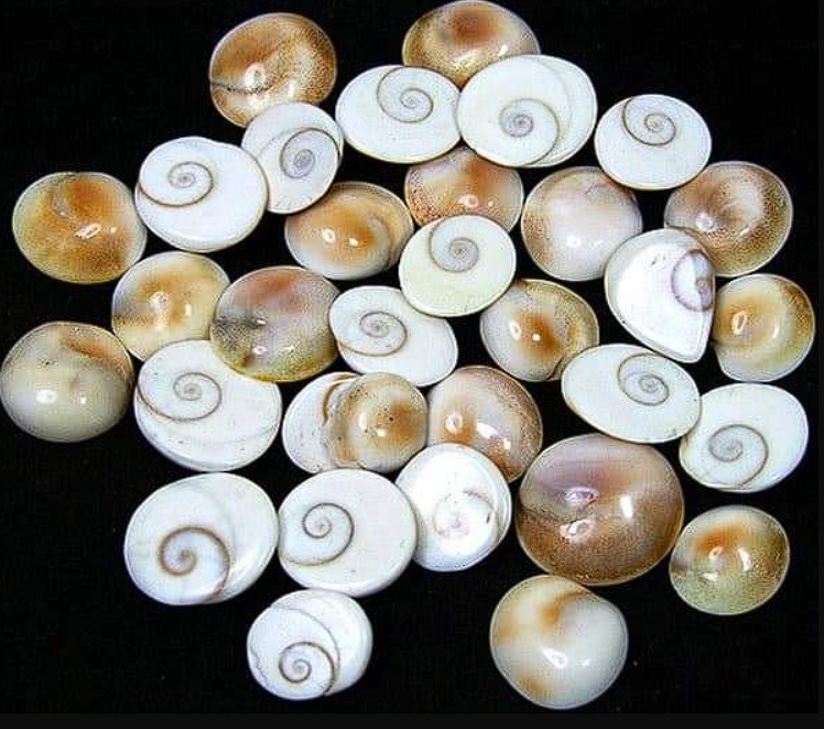 GOMTI CHAKRA - A Symbol of Prosperity and Blessings