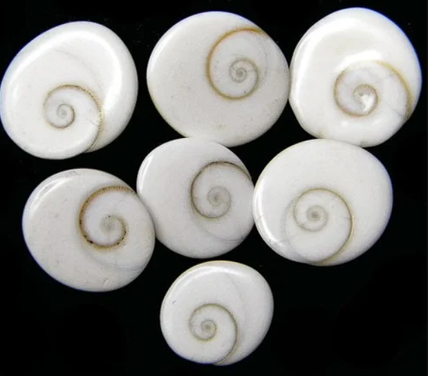GOMTI CHAKRA - A Symbol of Prosperity and Blessings