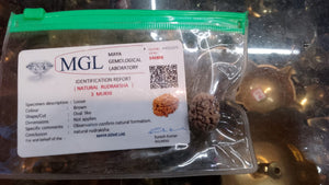 Energized Rudraksha - Original & Lab Tested