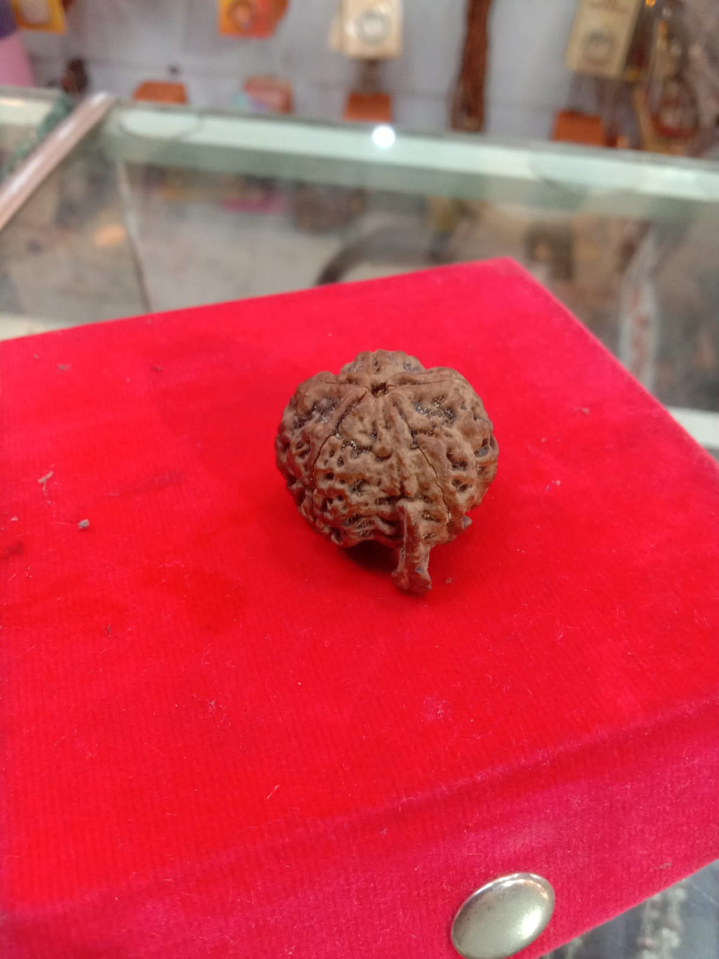 Ganesh Rudraksha