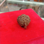 Ganesh Rudraksha