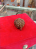 Ganesh Rudraksha