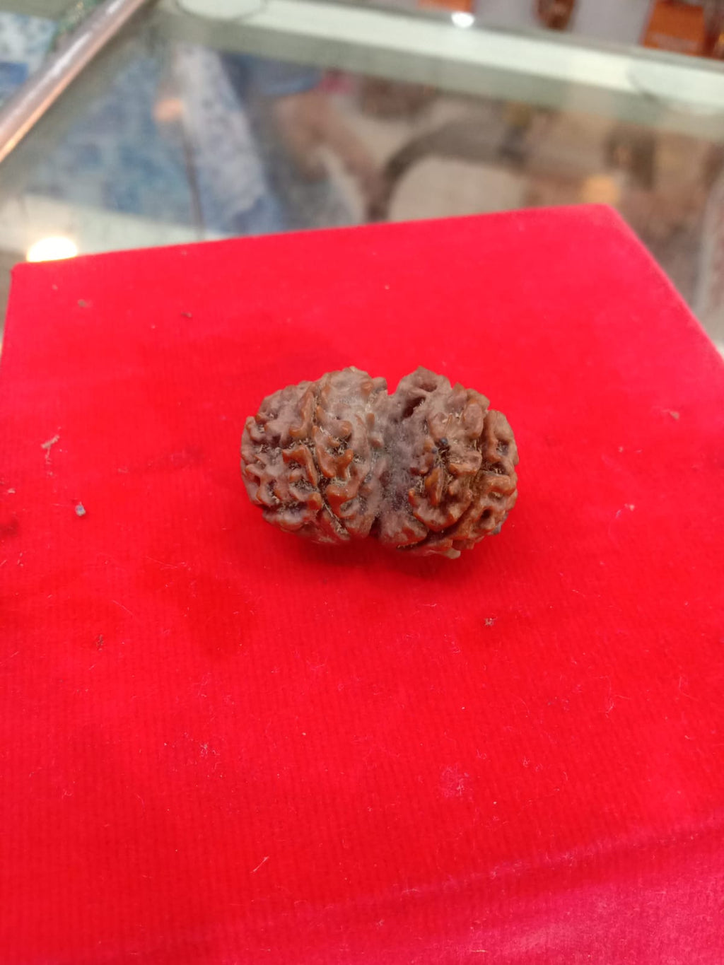 Gauri Shankar Rudraksha