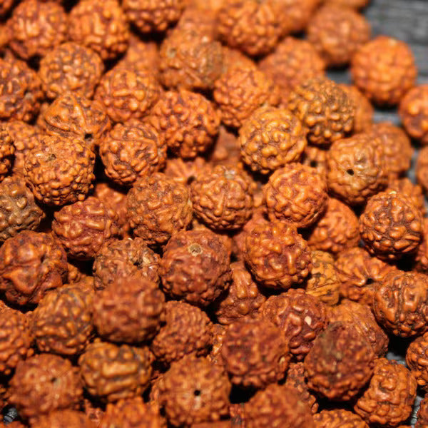 Energized Rudraksha - Original & Lab Tested