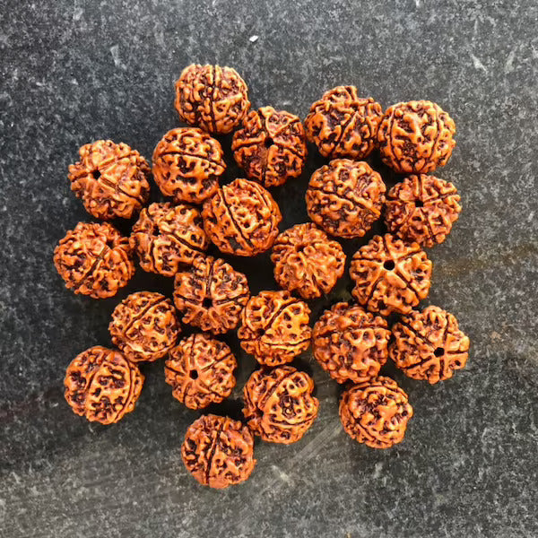 Energized Rudraksha - Original & Lab Tested