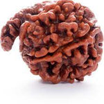 Ganesh Rudraksha