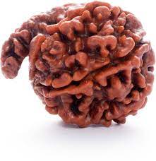 Ganesh Rudraksha