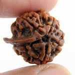 Ganesh Rudraksha