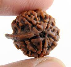 Ganesh Rudraksha