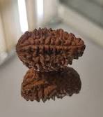 Rudraksh 1 Mukhi